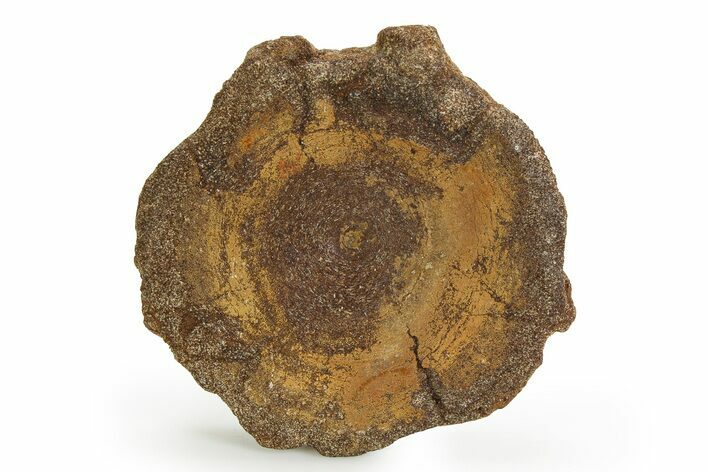 Fossil Ichthyosaur (Brachypterygius) Vertebra - England #351040